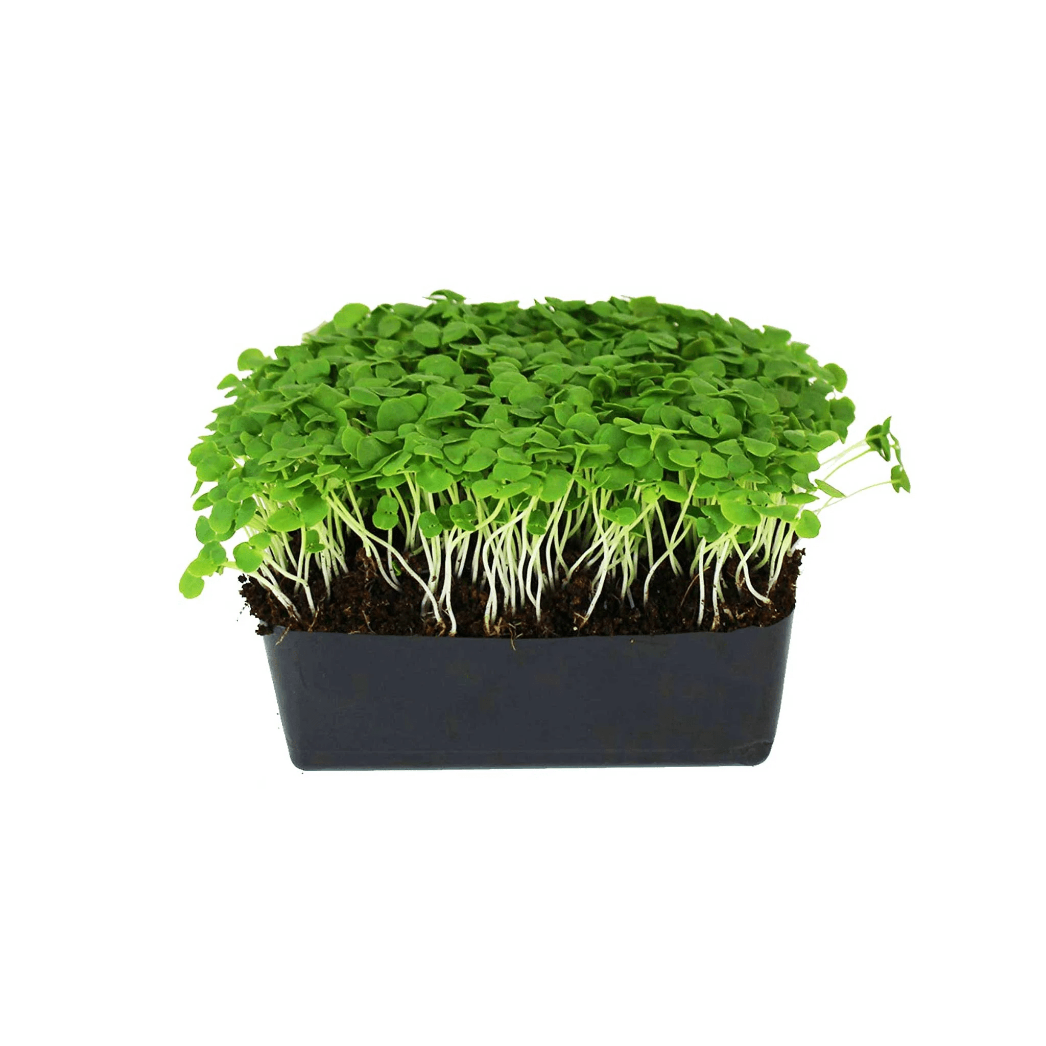 Basil Microgreens
