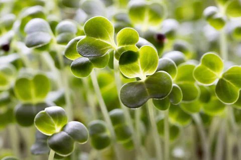 Broccoli Microgreens