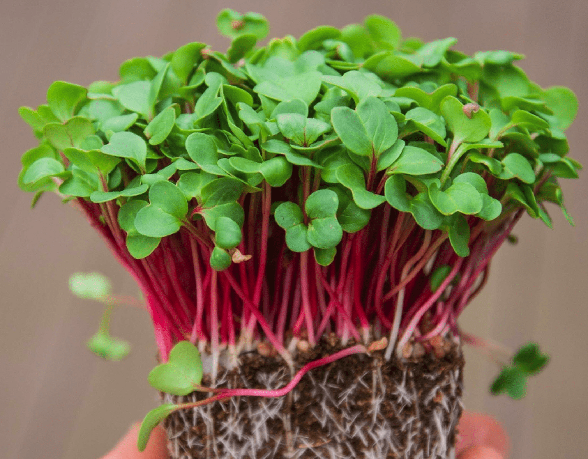 Red Radish Microgreens