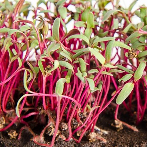 Beetroots Microgreens