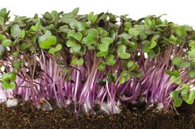 Cabbage Microgreens