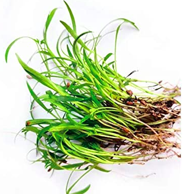 Carrot Microgreens