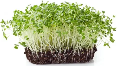 cauliflower microgreens