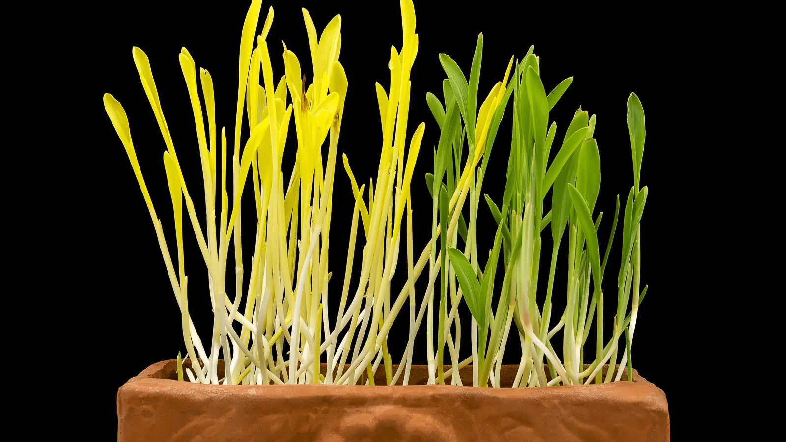 Corn Microgreen