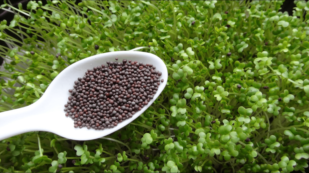 Mustard Microgreens
