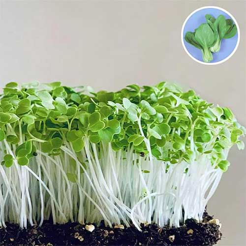 Pak Choi Microgreens