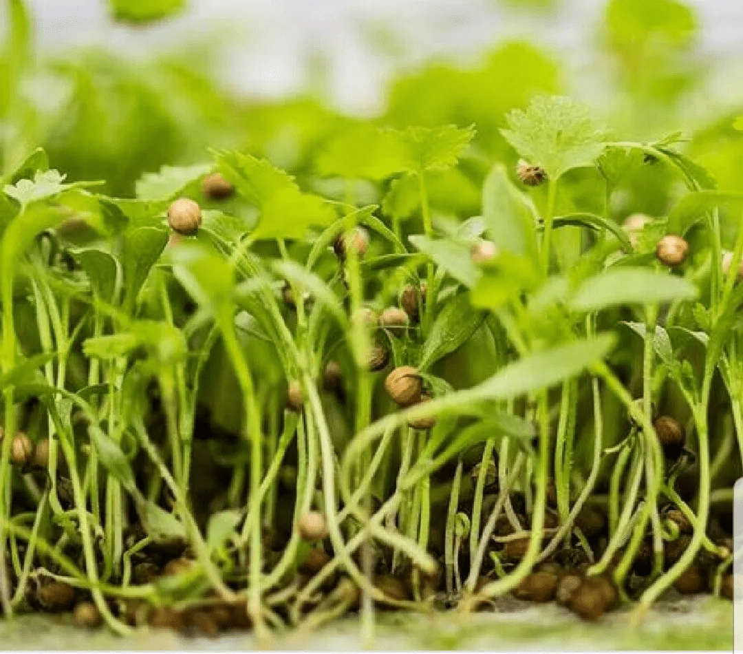 Spinach Microgreen